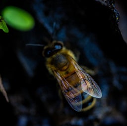 8 Reasons Why Beeswax Candles are Better for the Environment