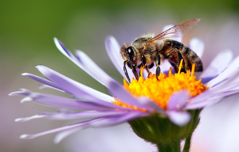 10 Reasons Why Honey Bees Are Important